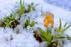 Gummibärchen im Winter