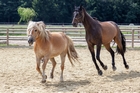 Wilde Jagd